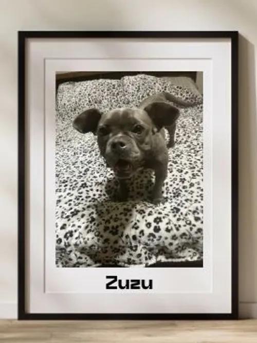 Zuzu