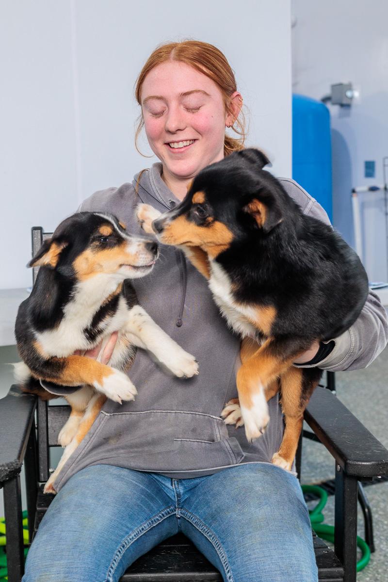 Enlarge Arlo and Guthrie, a Adoptable mixed breed in Chester Springs, PA image 2/3