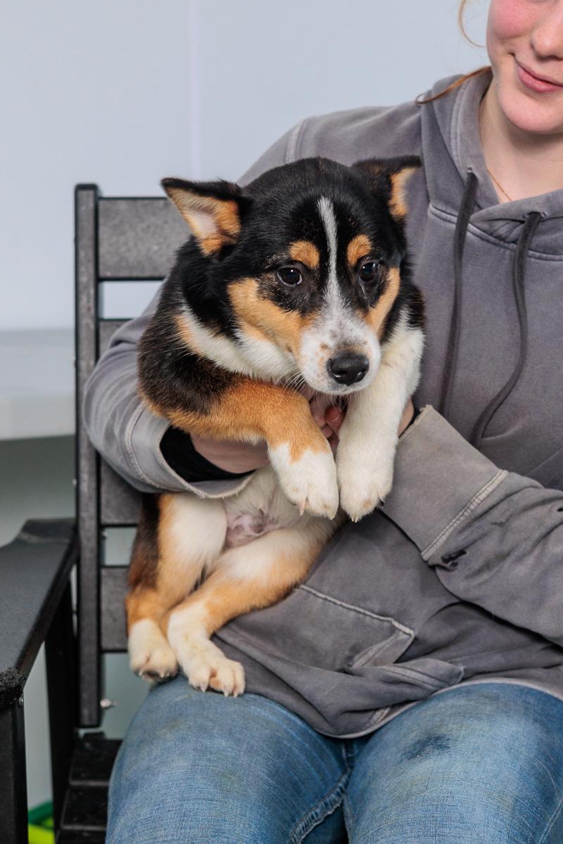 Arlo and Guthrie, Adoptable, Young Male Shiba Inu & Corgi.