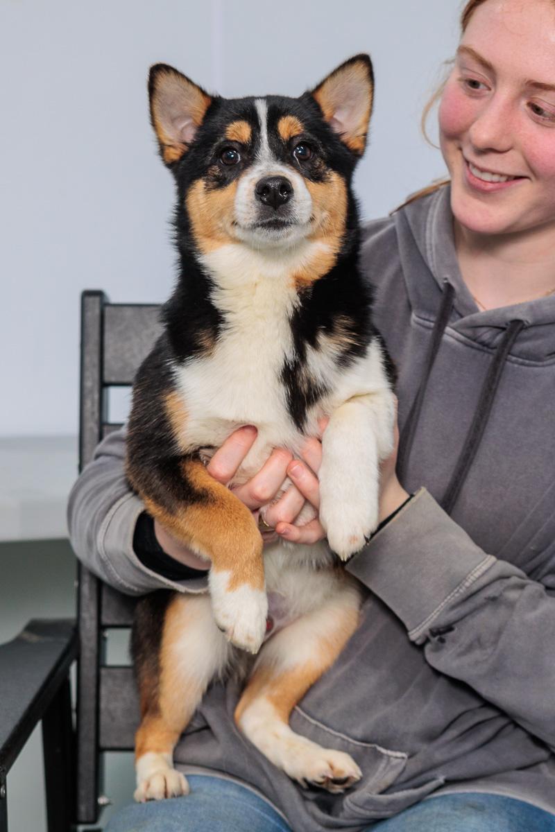Enlarge Arlo and Guthrie, a Adoptable mixed breed in Chester Springs, PA image 3/3