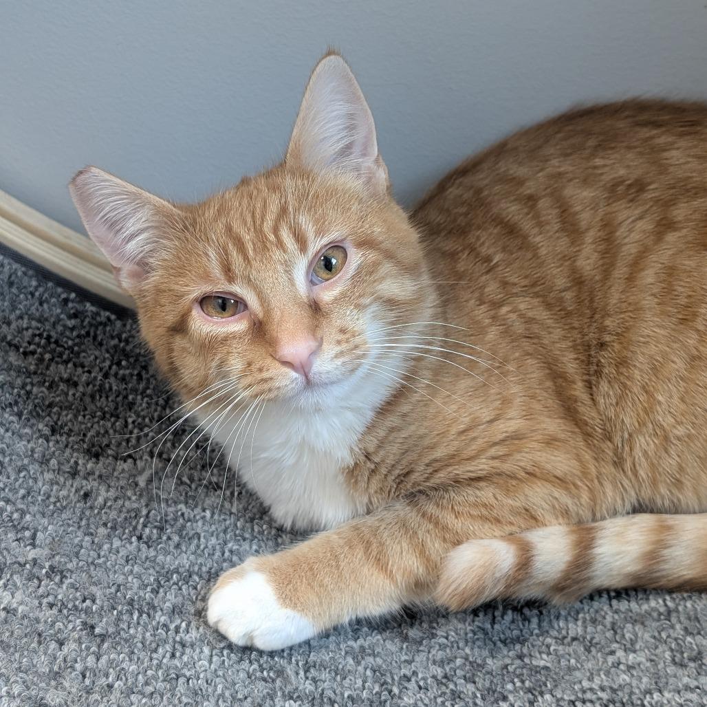 Enlarge Corbin, a Adoptable Domestic Medium Hair in Watertown, NY image 1/4