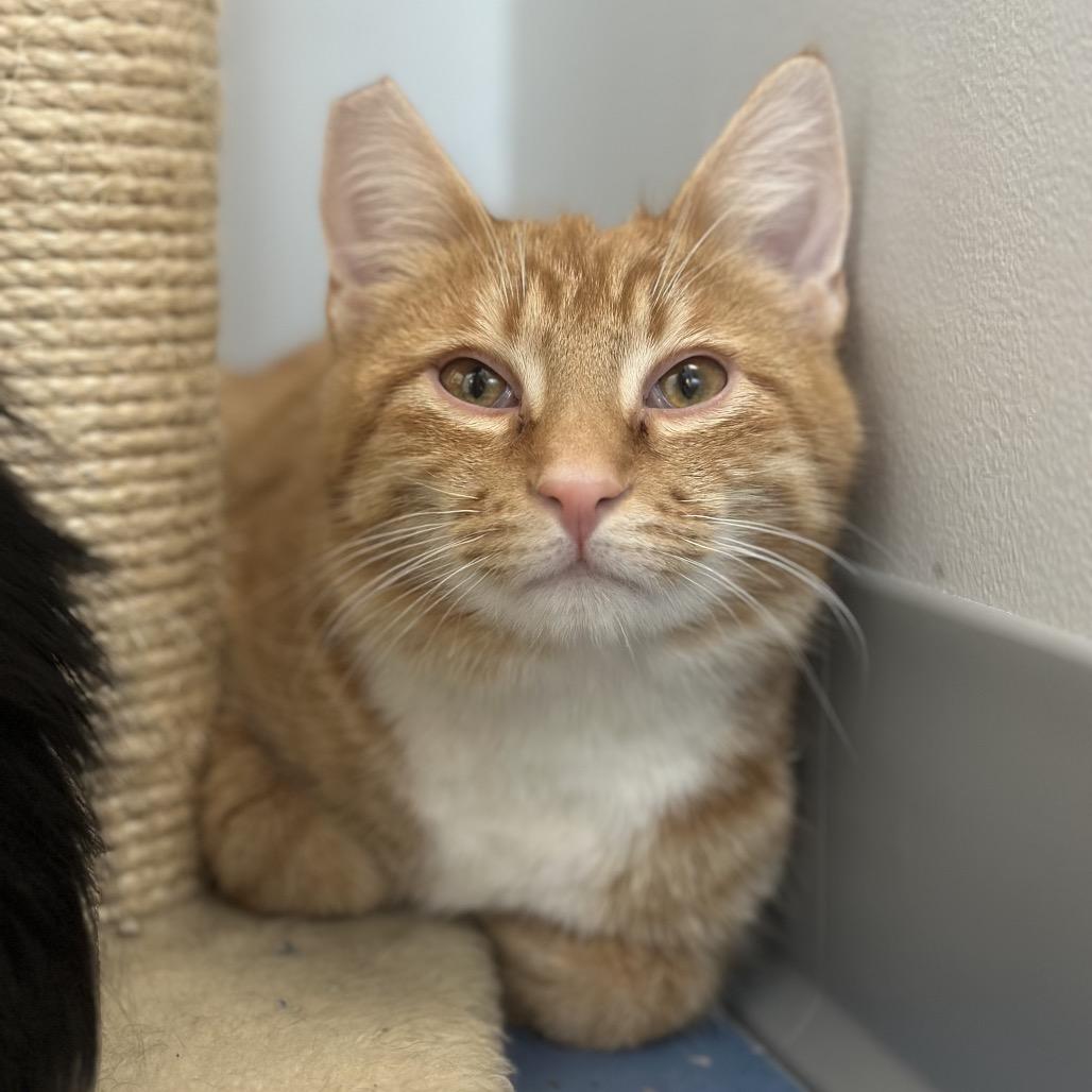 Enlarge Corbin, a Adoptable Domestic Medium Hair in Watertown, NY image 2/4
