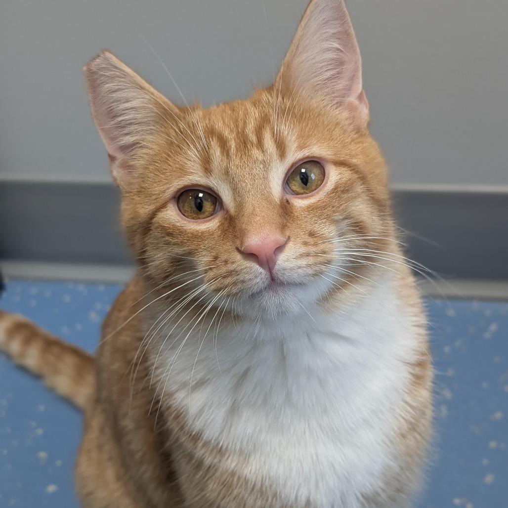 Enlarge Corbin, a Adoptable Domestic Medium Hair in Watertown, NY image 3/4