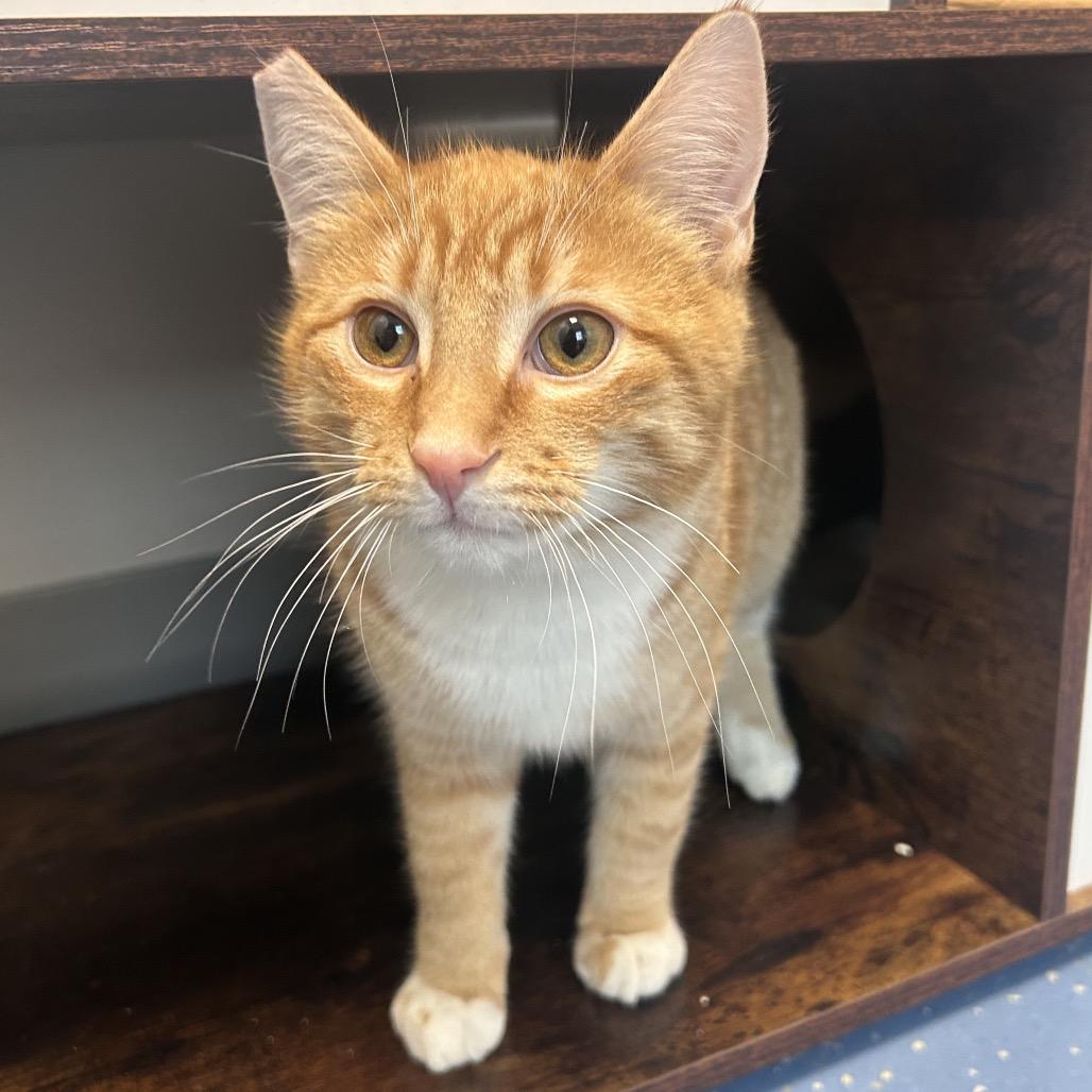 Enlarge Corbin, a Adoptable Domestic Medium Hair in Watertown, NY image 4/4