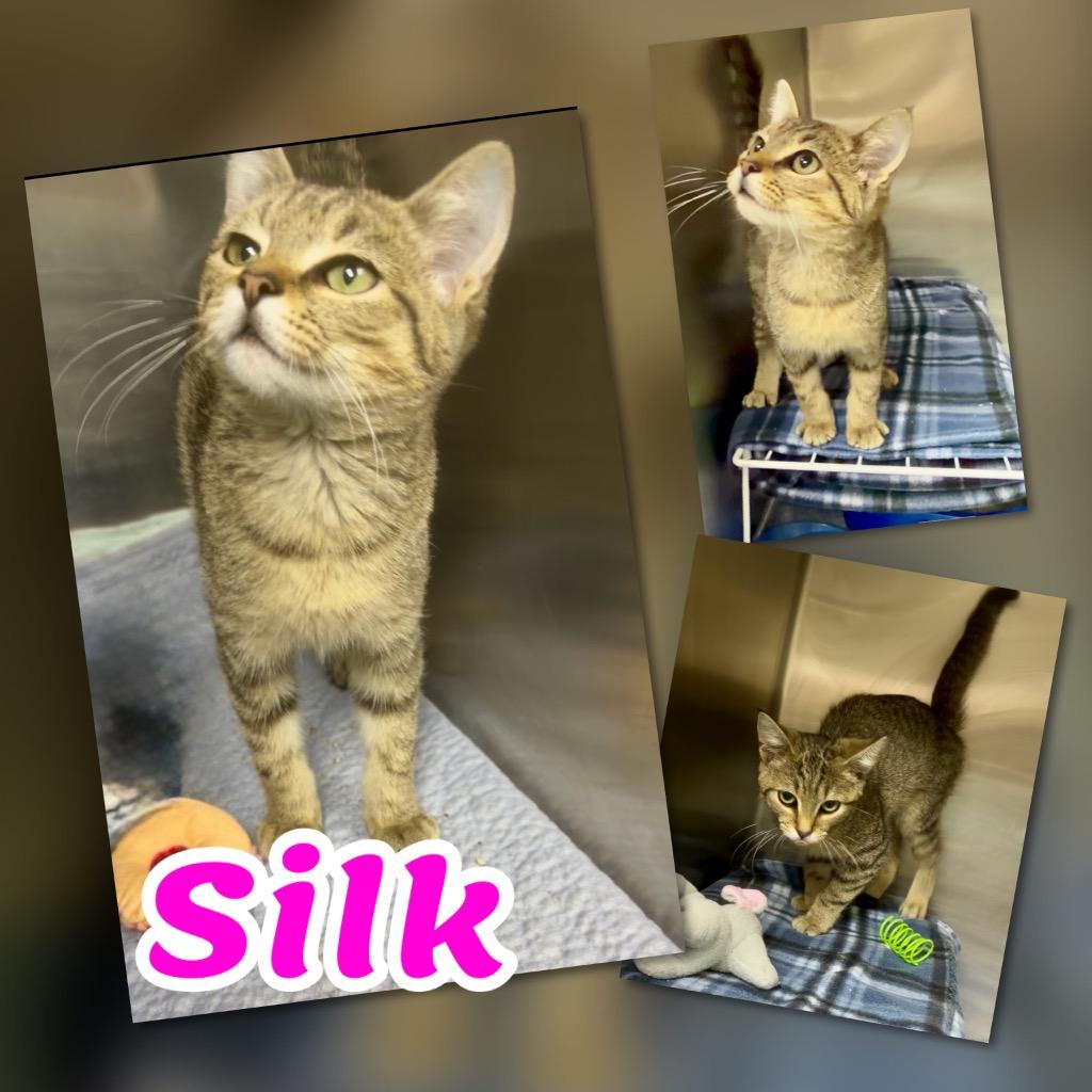Silk, Adoptable, Kitten Female Domestic Short Hair.