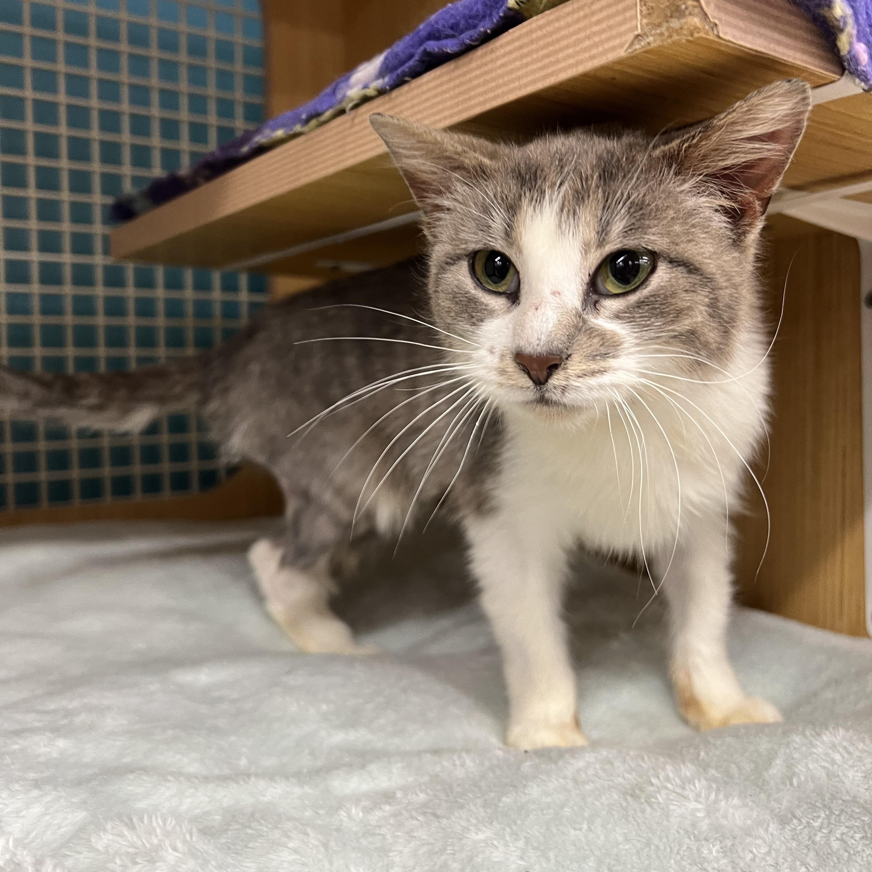 Alanna, an adopted Domestic Short Hair in Manhattan, KS image 3/3