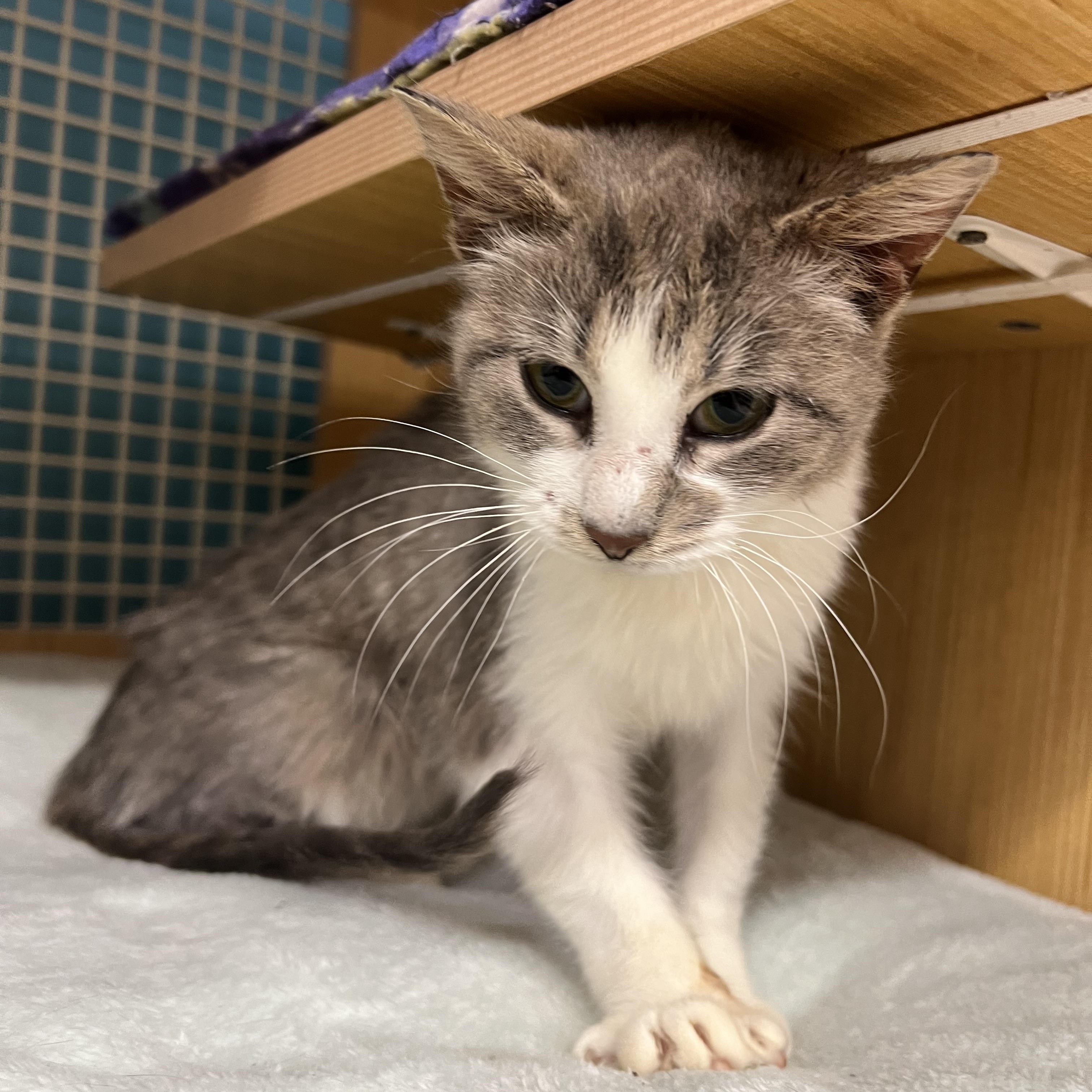 Alanna, an adopted Domestic Short Hair in Manhattan, KS image 2/3
