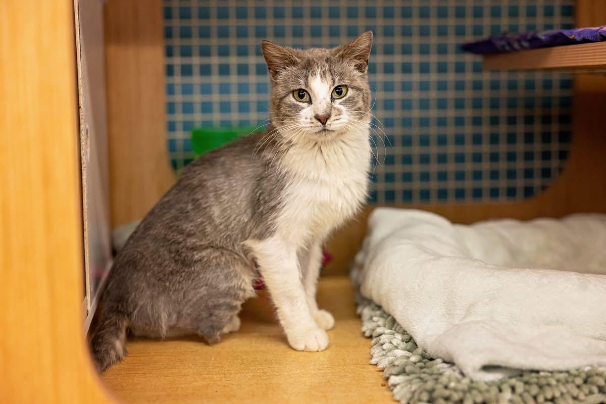 Alanna, adopted, Kitten Female Domestic Short Hair.