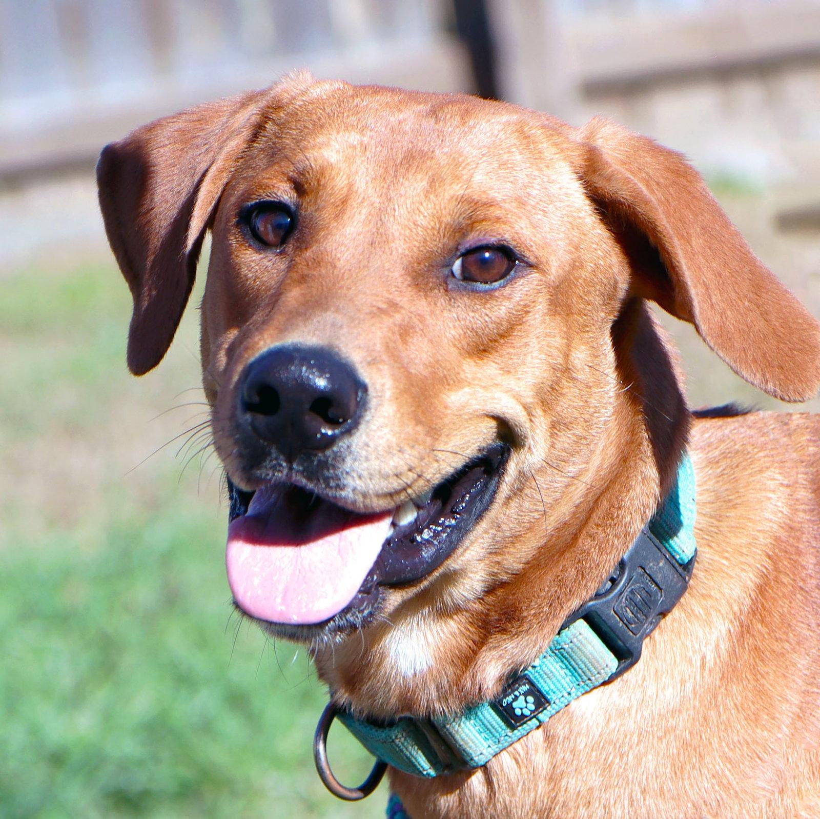 Beverly, Adoptable, Young Female Labrador Retriever & Hound.
