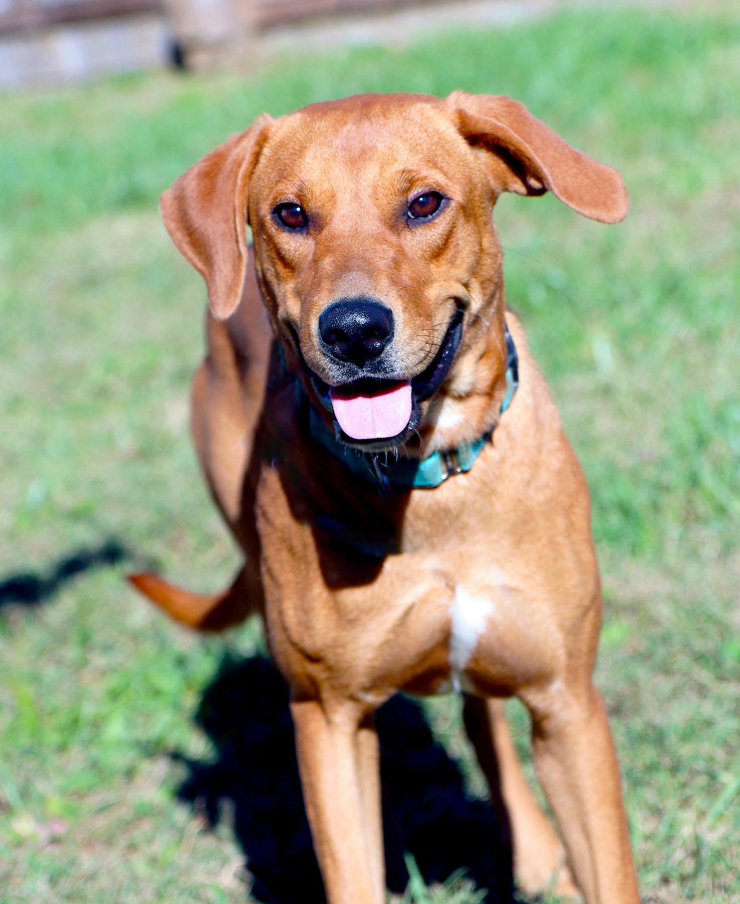 Enlarge Beverly, a Adoptable mixed breed in Kansas City, MO image 2/3