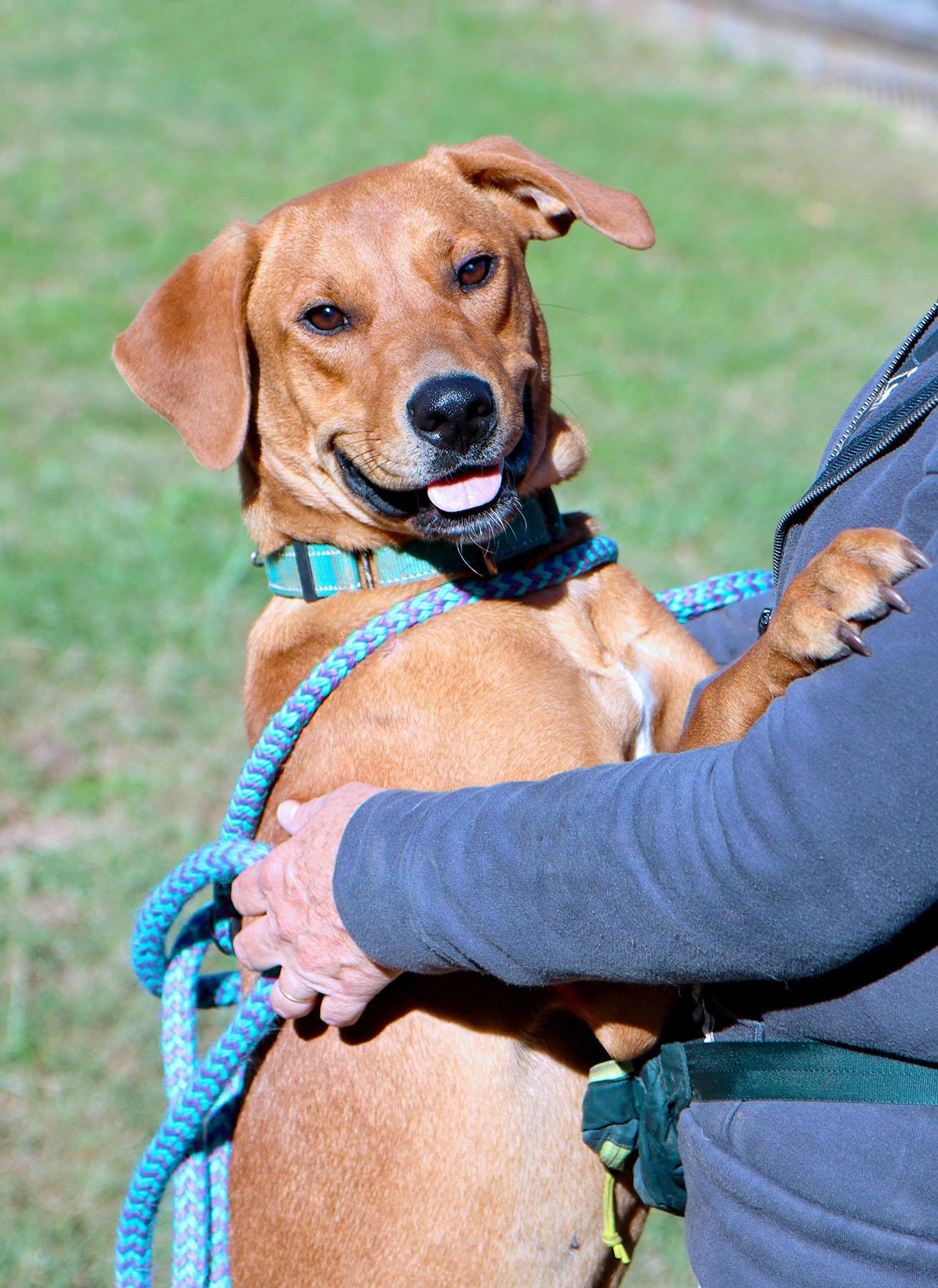 Enlarge Beverly, a Adoptable mixed breed in Kansas City, MO image 3/3