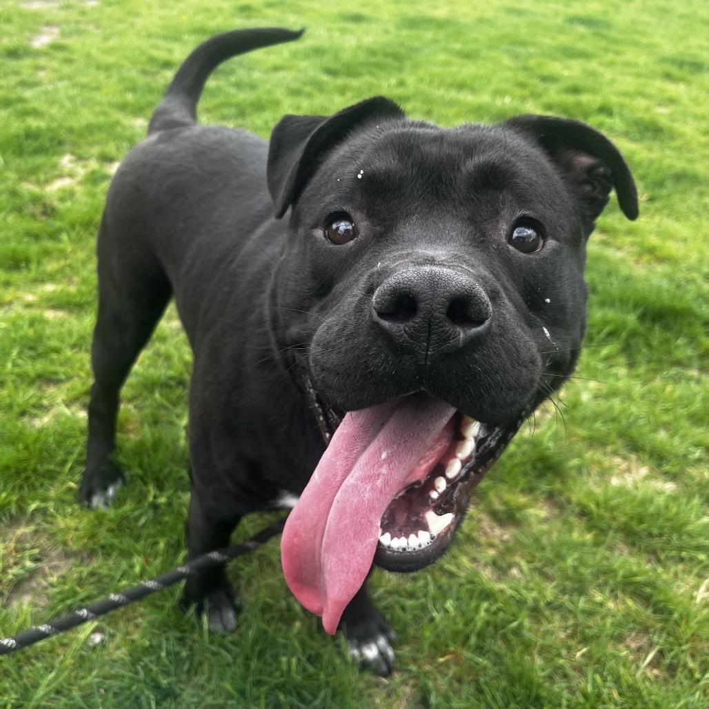 Meko, Adoptable, Young Male Pit Bull Terrier.