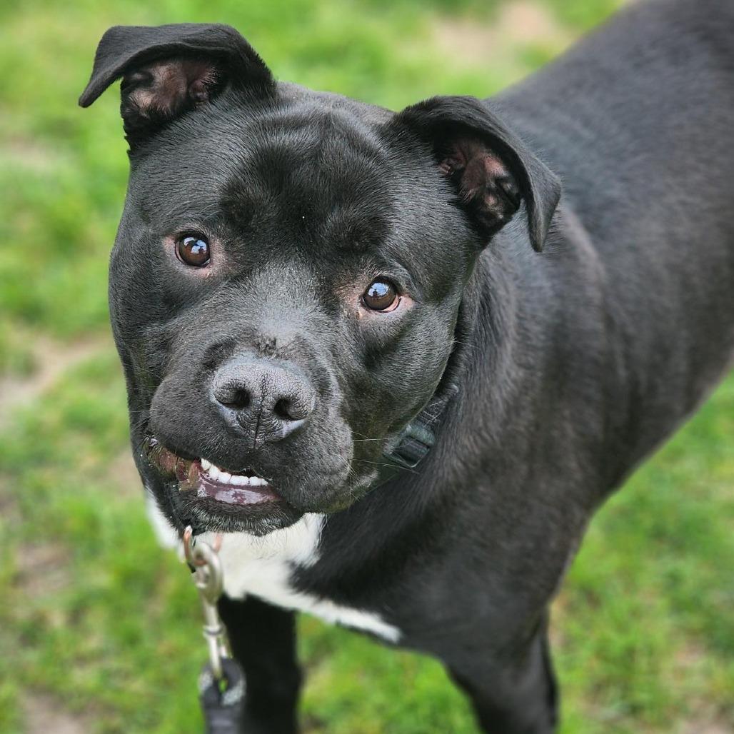 Enlarge Meko, a Adoptable Pit Bull Terrier in Champaign, IL image 2/6