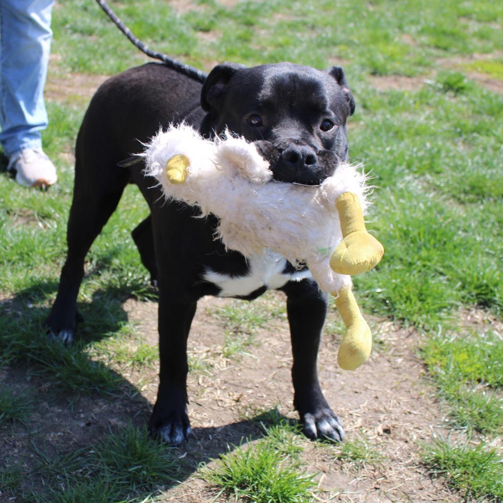 Enlarge Meko, a Adoptable Pit Bull Terrier in Champaign, IL image 3/6