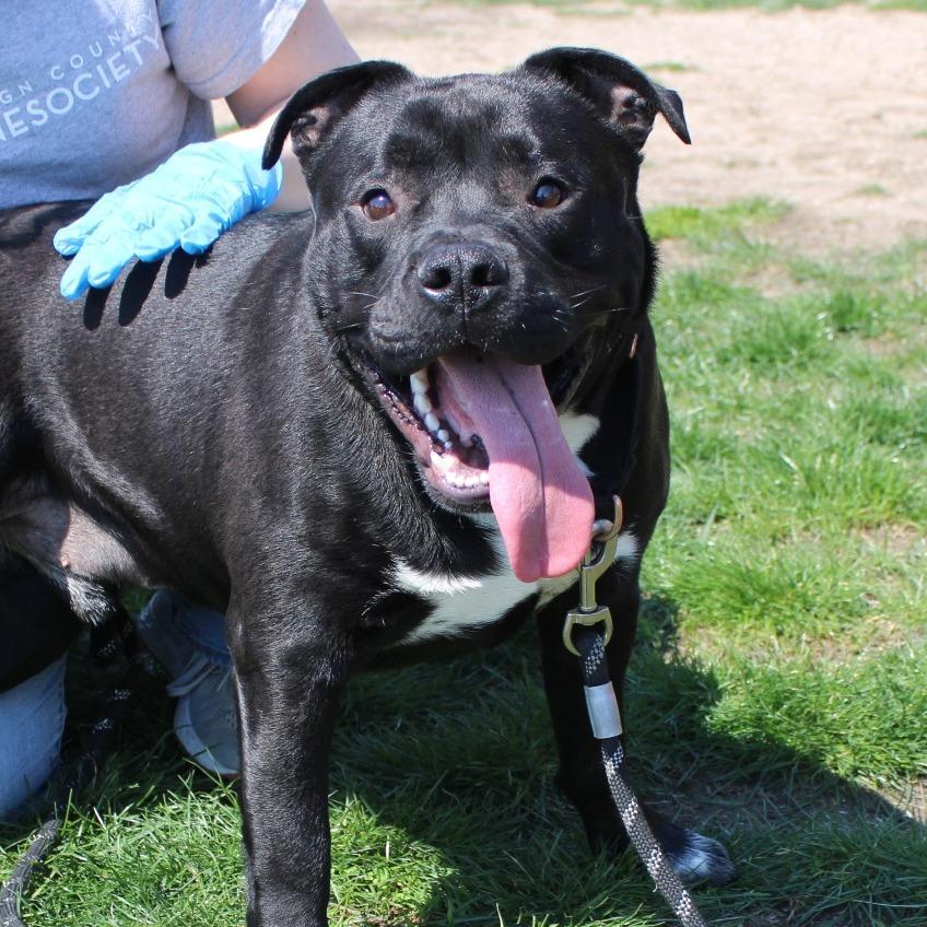Enlarge Meko, a Adoptable Pit Bull Terrier in Champaign, IL image 4/6