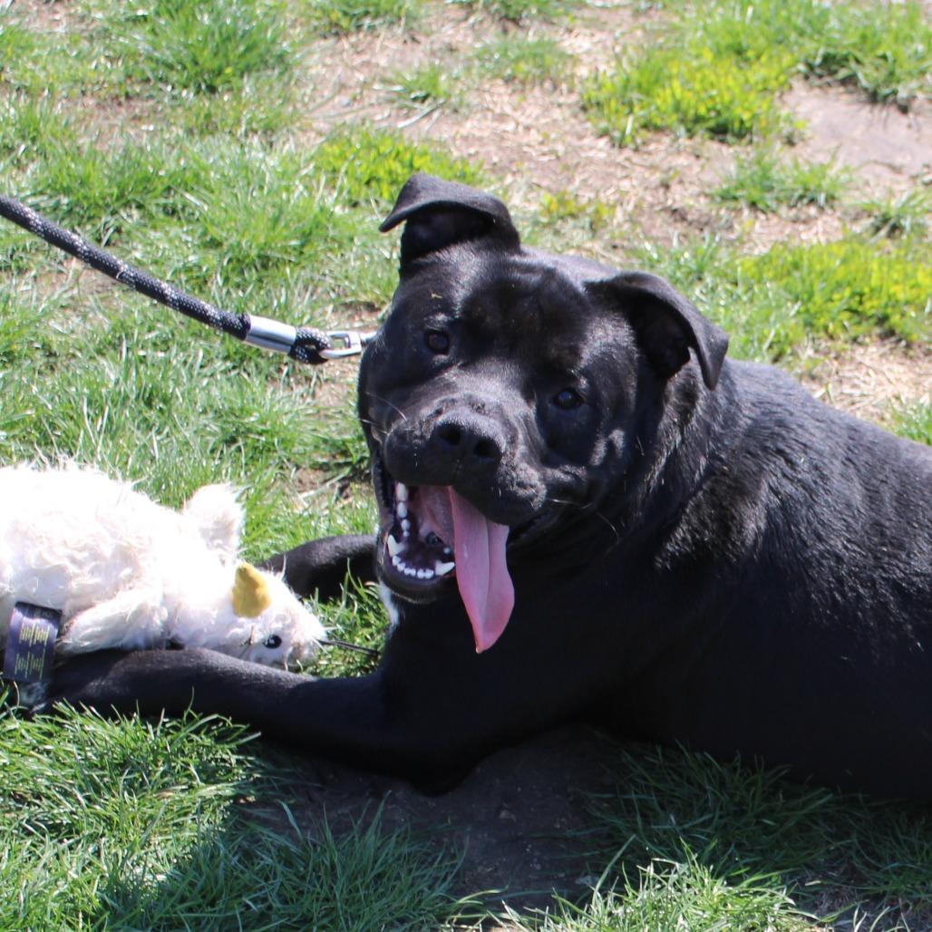 Enlarge Meko, a Adoptable Pit Bull Terrier in Champaign, IL image 5/6