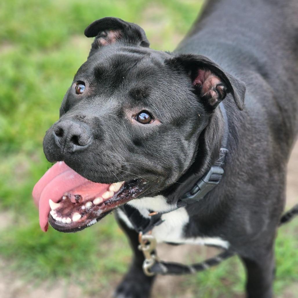 Enlarge Meko, a Adoptable Pit Bull Terrier in Champaign, IL image 6/6