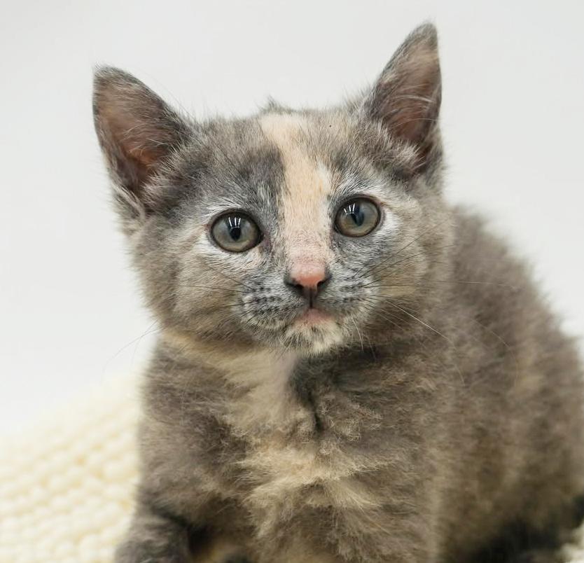 Ally is nothing less than AMAZING - tiny pastel rainbow!!, Adoptable, Kitten Female Dilute Tortoiseshell & Russian Blue.