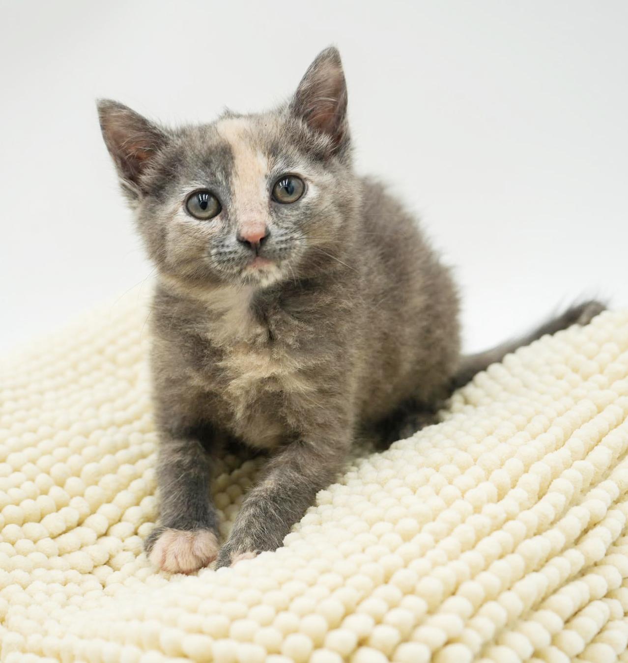 Enlarge Ally is nothing less than AMAZING - tiny pastel rainbow!!, a Adoptable mixed breed in Bedford Hills, NY image 4/6