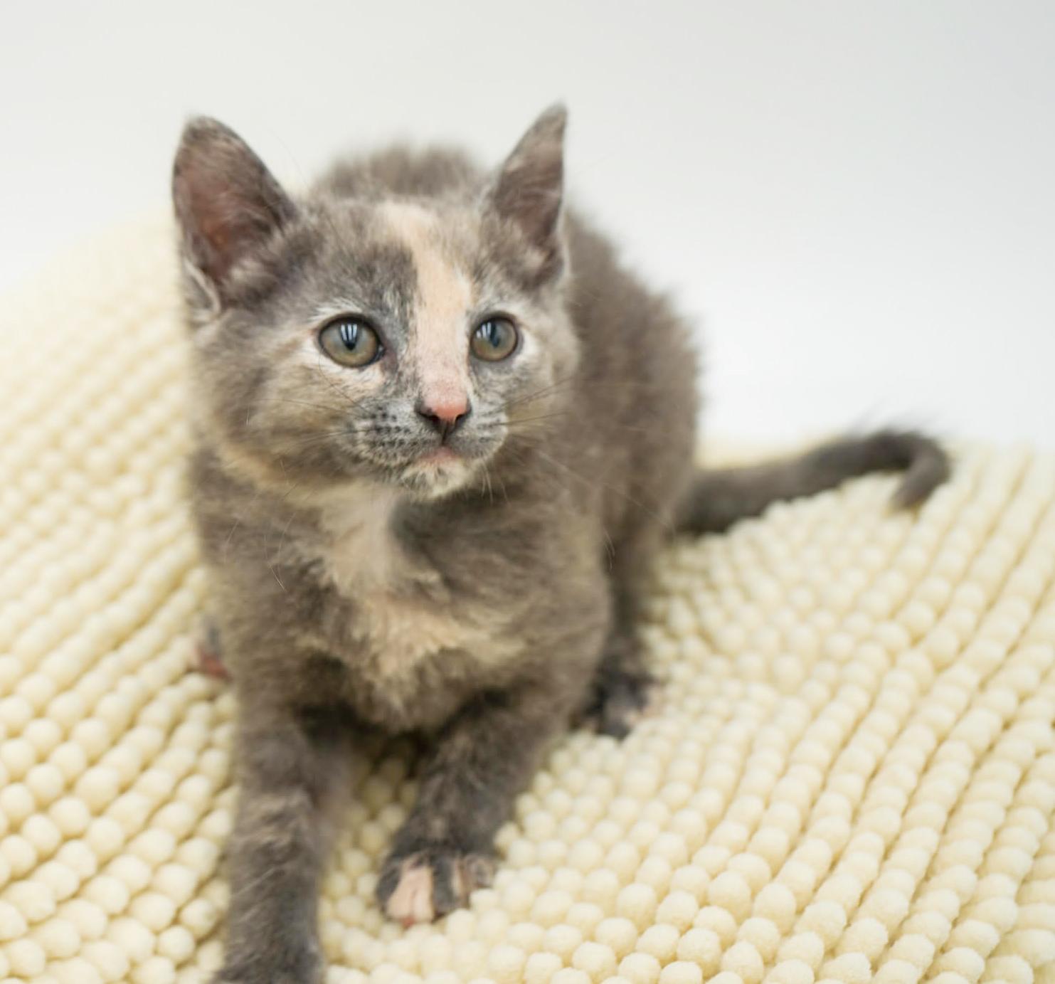 Enlarge Ally is nothing less than AMAZING - tiny pastel rainbow!!, a Adoptable mixed breed in Bedford Hills, NY image 6/6