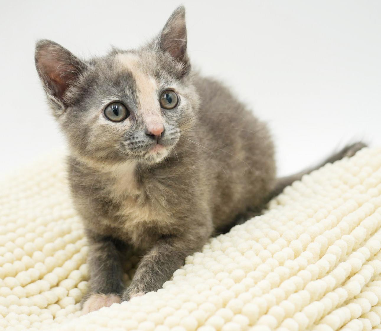 Enlarge Ally is nothing less than AMAZING - tiny pastel rainbow!!, a Adoptable mixed breed in Bedford Hills, NY image 5/6