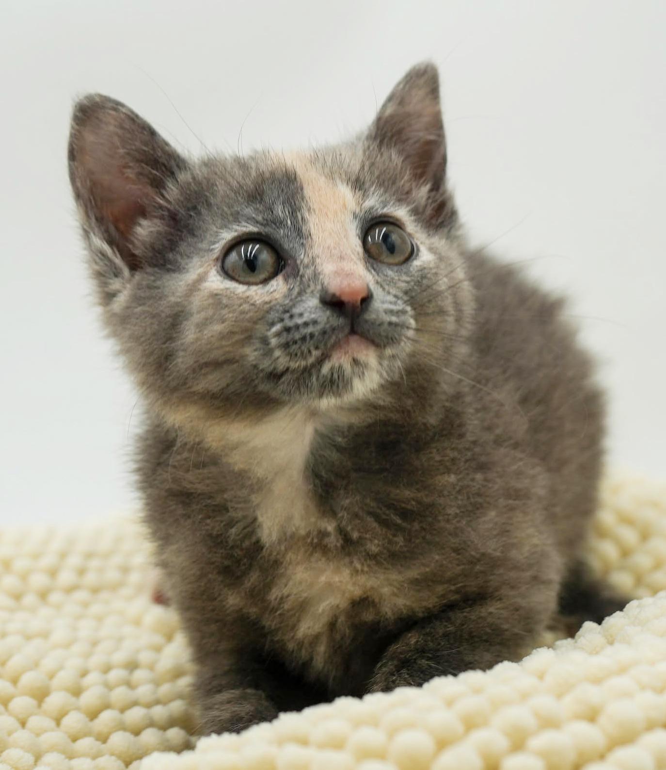 Enlarge Ally is nothing less than AMAZING - tiny pastel rainbow!!, a Adoptable mixed breed in Bedford Hills, NY image 3/6