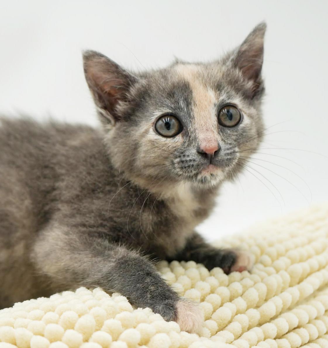 Enlarge Ally is nothing less than AMAZING - tiny pastel rainbow!!, a Adoptable mixed breed in Bedford Hills, NY image 2/6