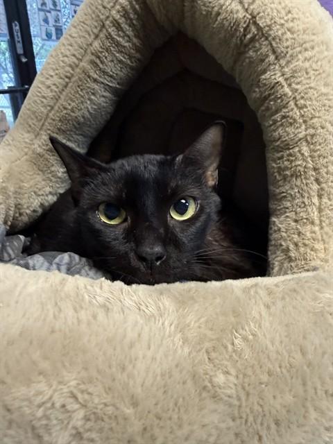 Enlarge MISTER VOID, a Adoptable Domestic Short Hair in Fort Walton Beach, FL image 1/1
