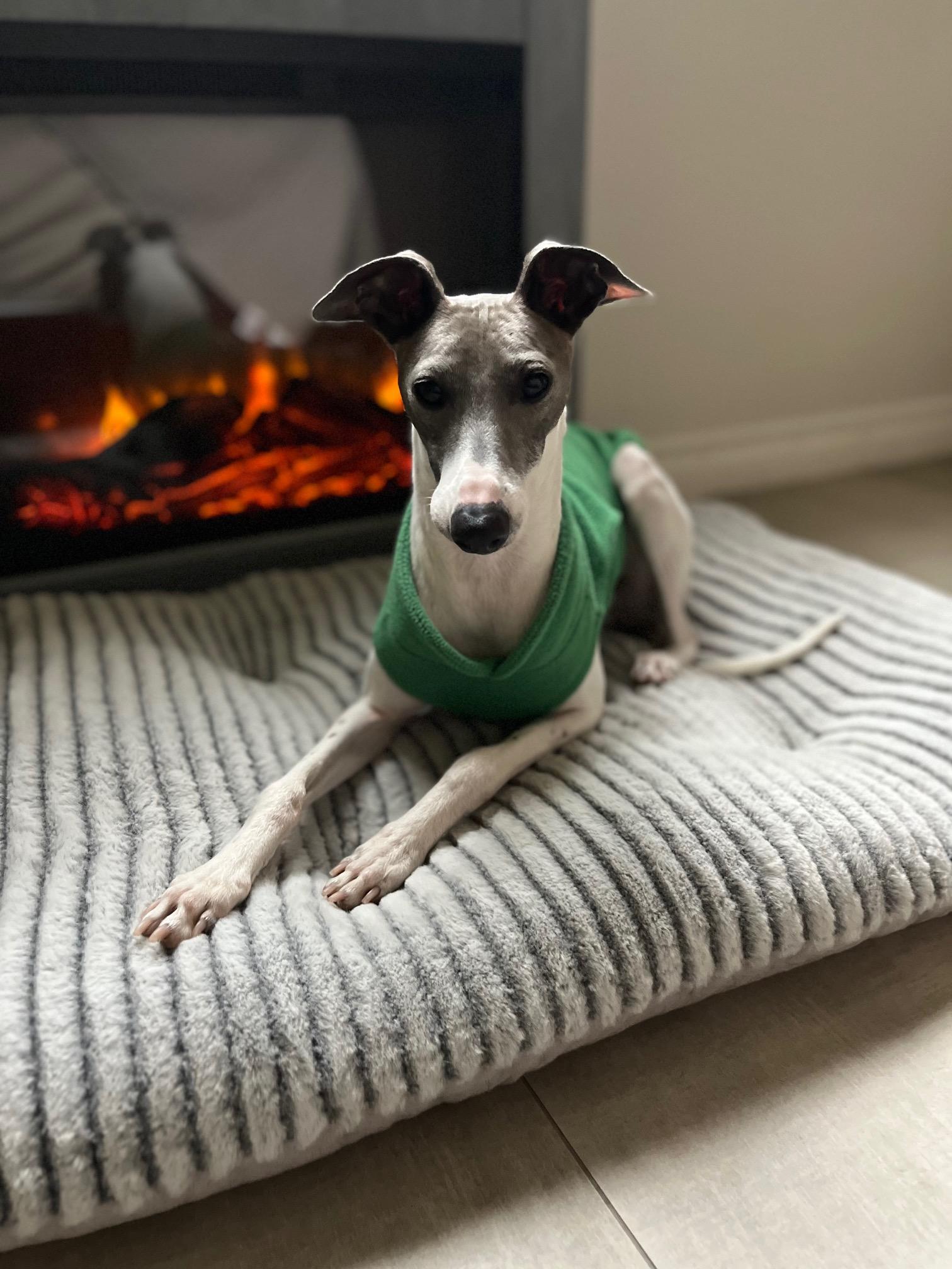 Milo, a Adopted Italian Greyhound in Las Vegas, NV image 1/3