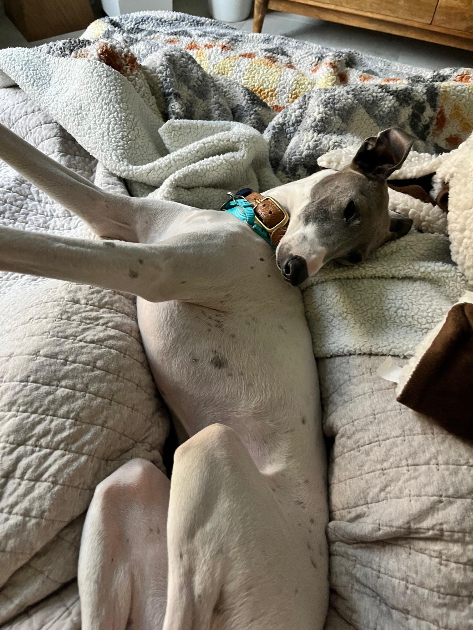 Milo, a Adopted Italian Greyhound in Las Vegas, NV image 2/3