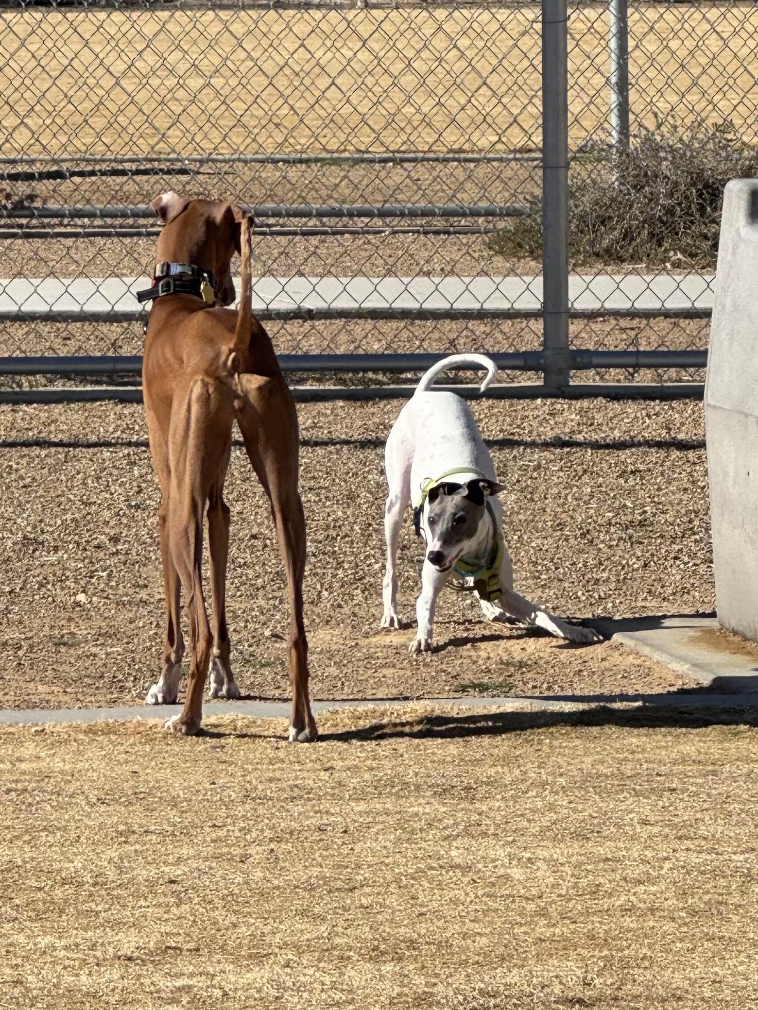 Milo, a Adopted Italian Greyhound in Las Vegas, NV image 3/3