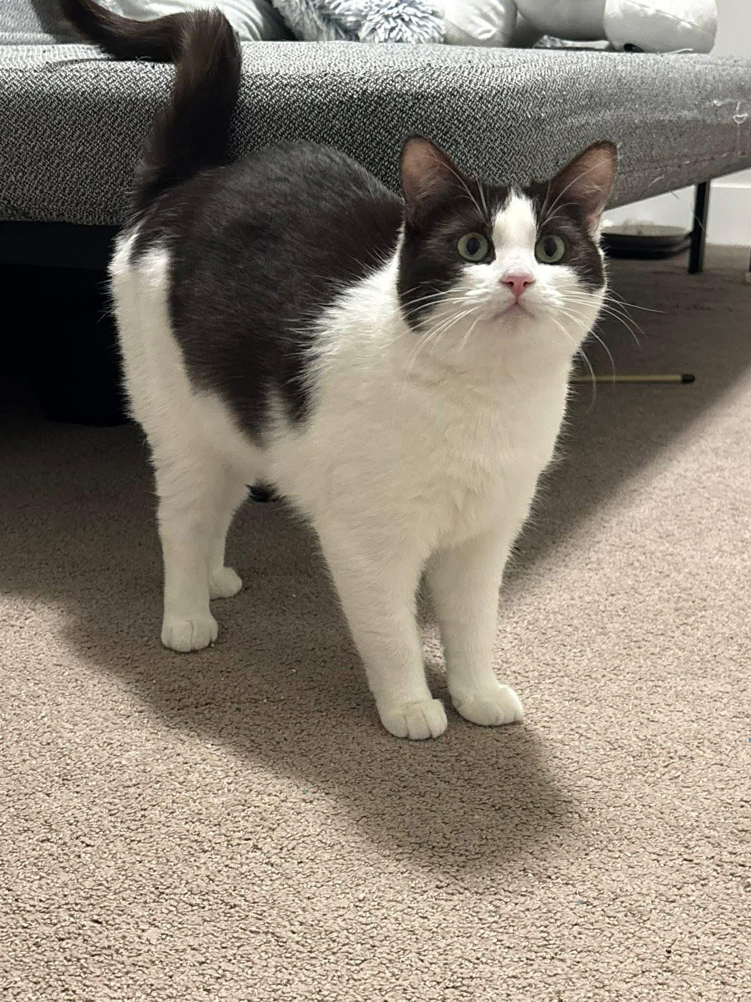 Enlarge Nixy - ADOPTION BY DONATION, an adopted Domestic Short Hair in BURNABY, BC image 1/4