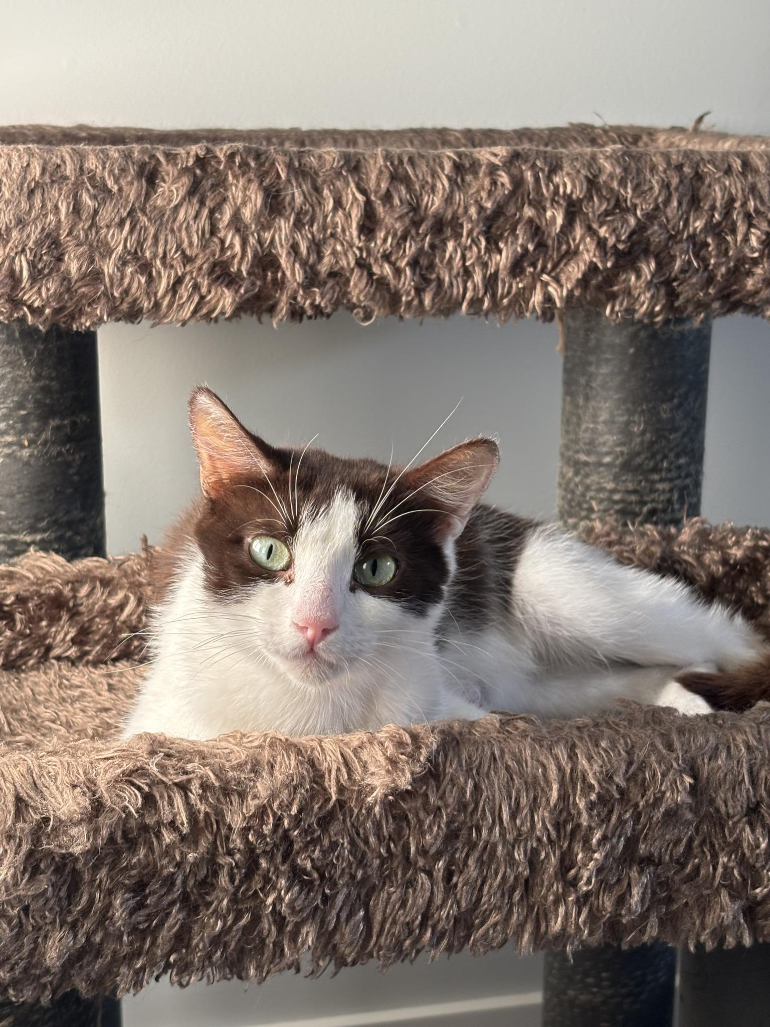 Enlarge Nixy - ADOPTION BY DONATION, a Adoptable Domestic Short Hair in BURNABY, BC image 1/1