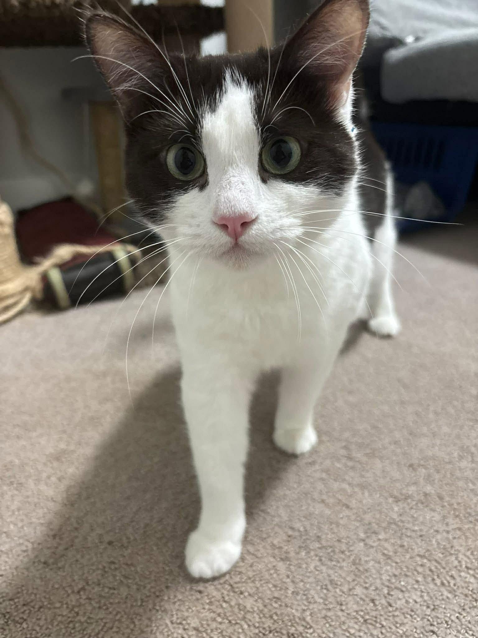 Enlarge Nixy - ADOPTION BY DONATION, an adopted Domestic Short Hair in BURNABY, BC image 4/4