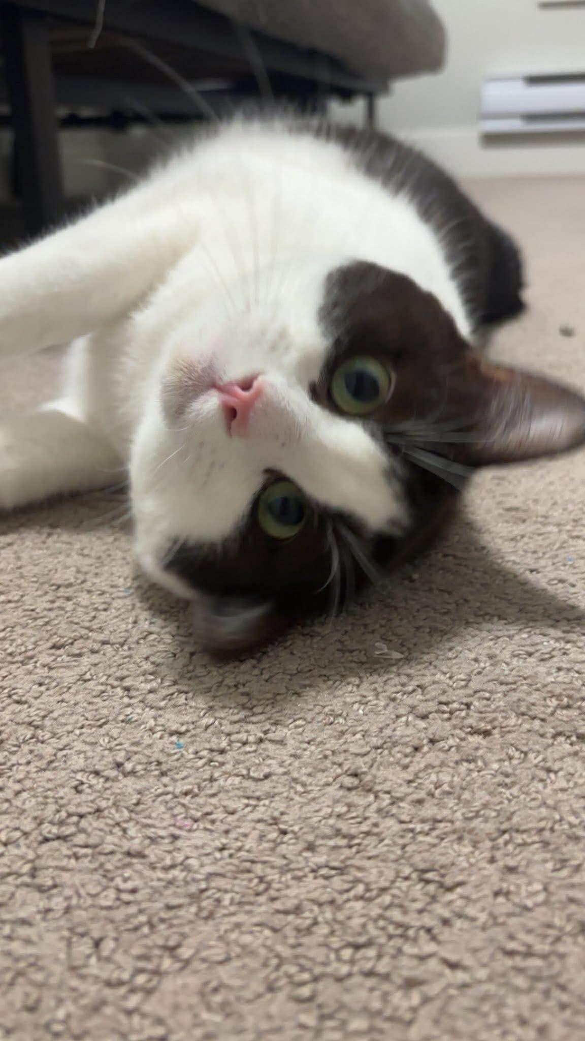 Enlarge Nixy - ADOPTION BY DONATION, an adopted Domestic Short Hair in BURNABY, BC image 3/4