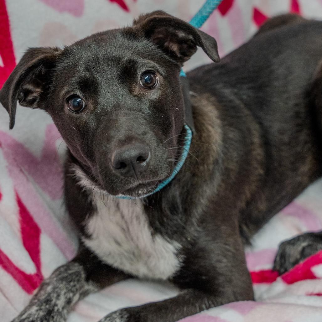 Enlarge Speckle, a Adoptable mixed breed in Pawling, NY image 1/6