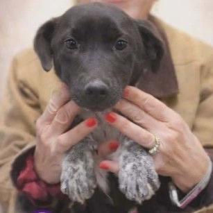 Enlarge Speckle, a Adoptable mixed breed in Pawling, NY image 2/6