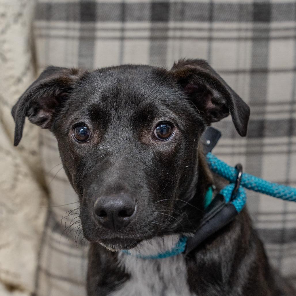 Enlarge Speckle, a Adoptable mixed breed in Pawling, NY image 3/6