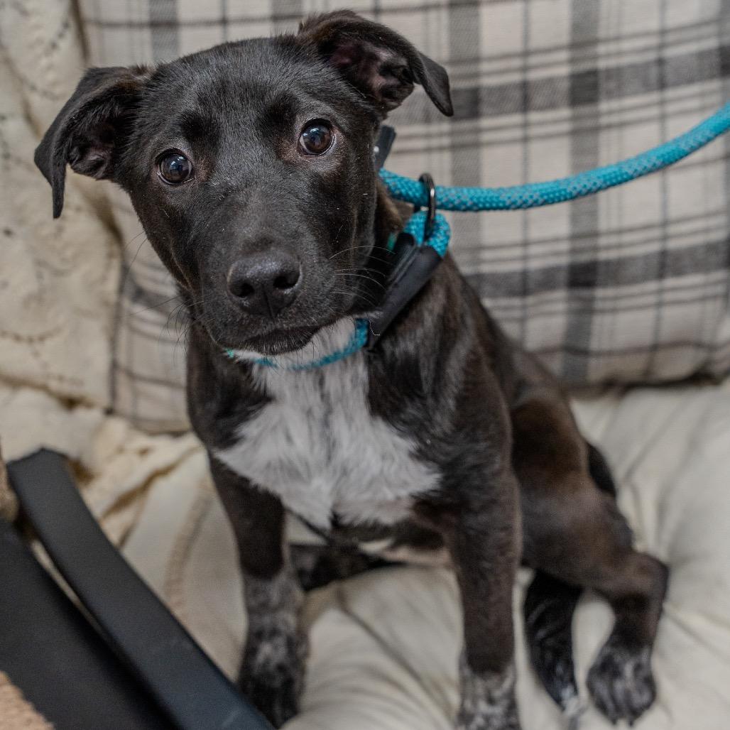 Enlarge Speckle, a Adoptable mixed breed in Pawling, NY image 4/6