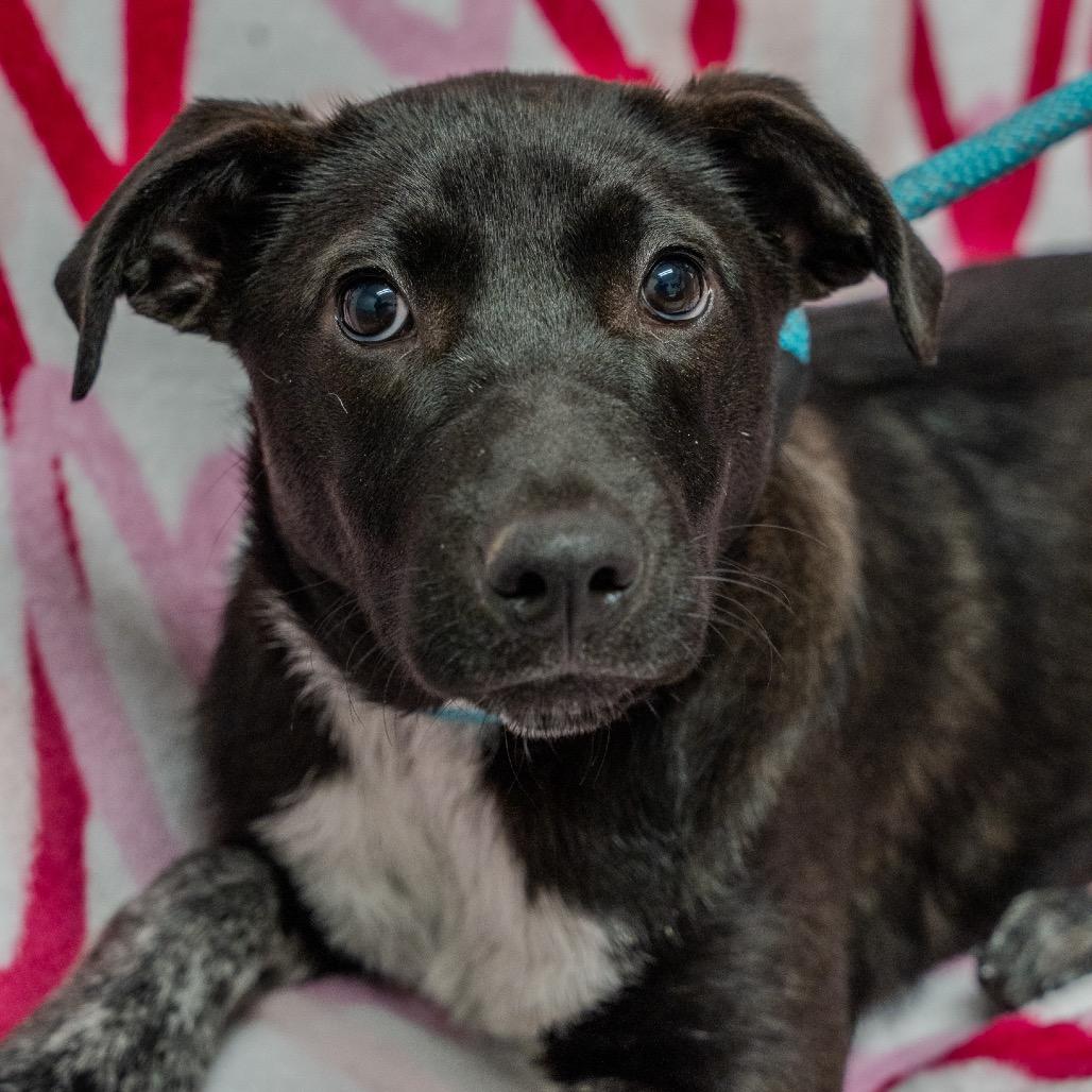 Enlarge Speckle, a Adoptable mixed breed in Pawling, NY image 5/6