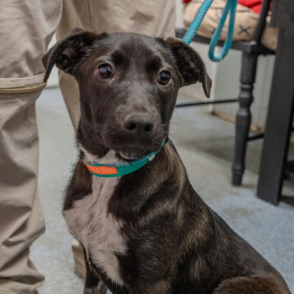 Enlarge Speckle, a Adoptable mixed breed in Pawling, NY image 6/6
