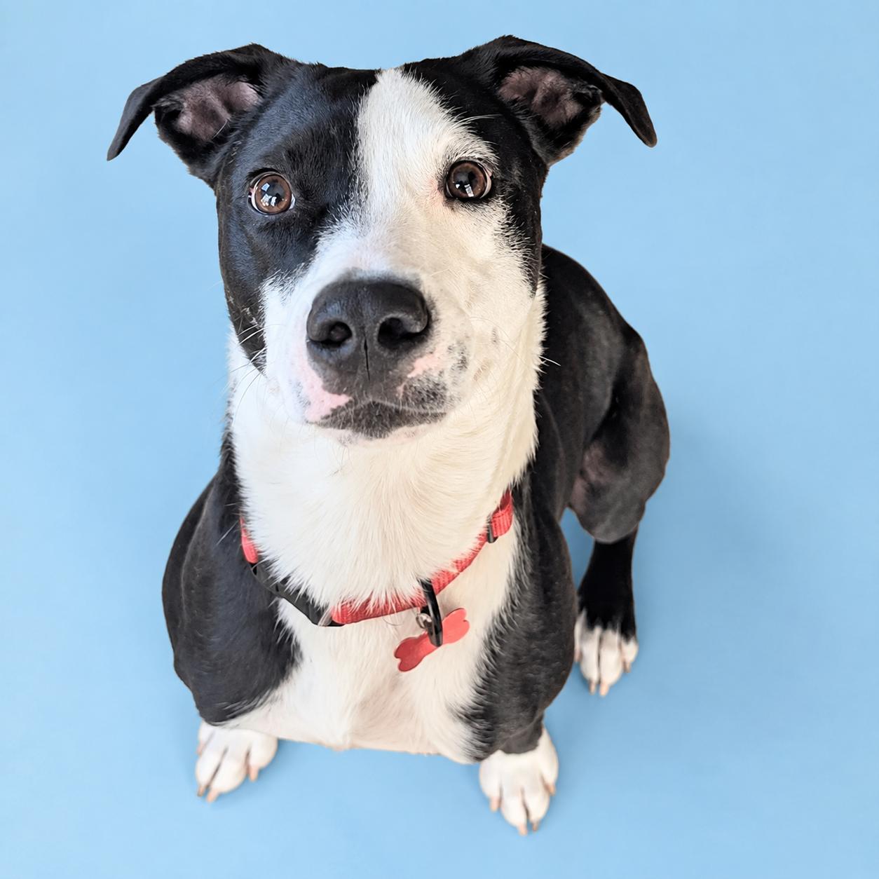 Tommy, ADOPTABLE, Young Male Terrier & Border Collie.
