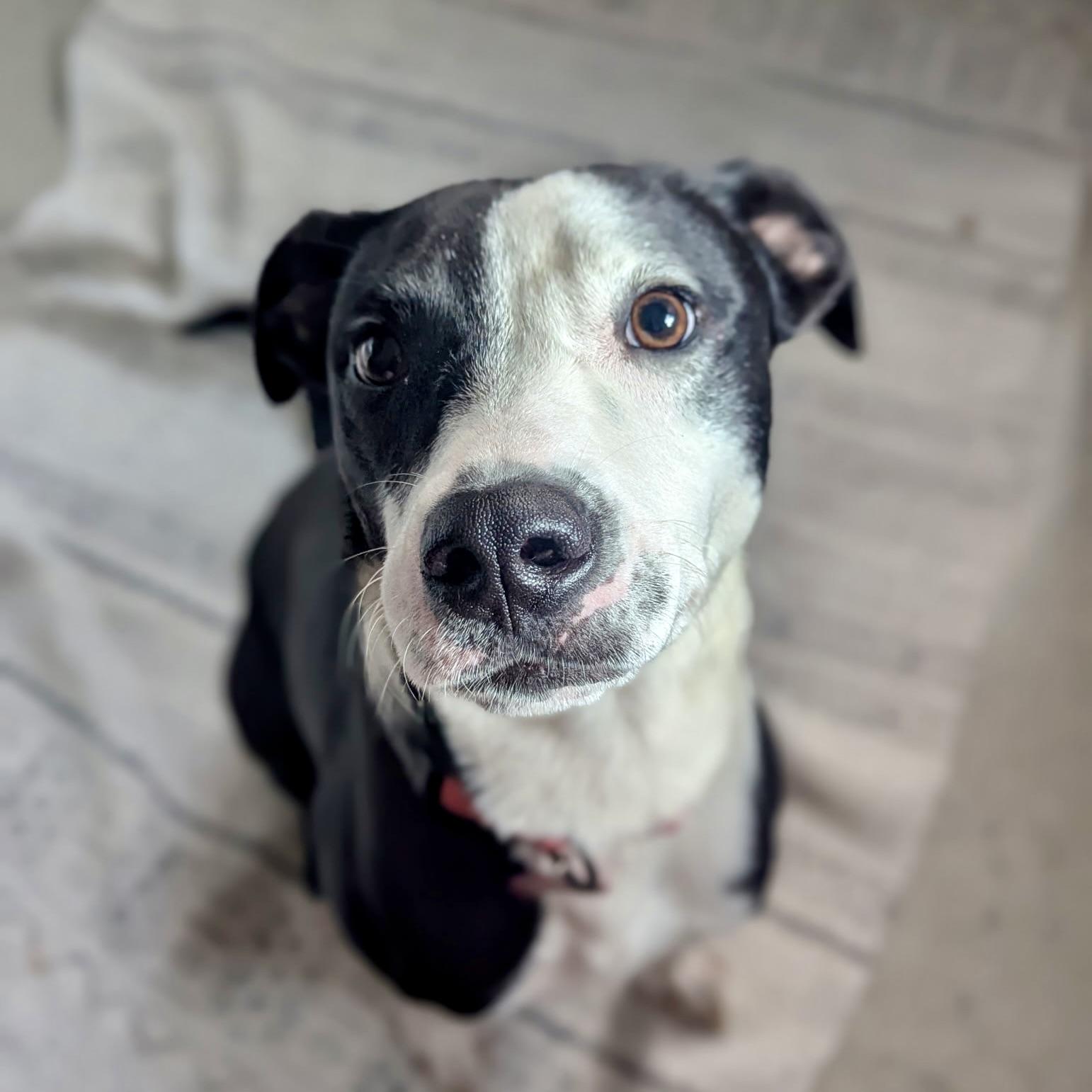 Enlarge Tommy, a ADOPTABLE mixed breed in Prior Lake, MN image 6/6