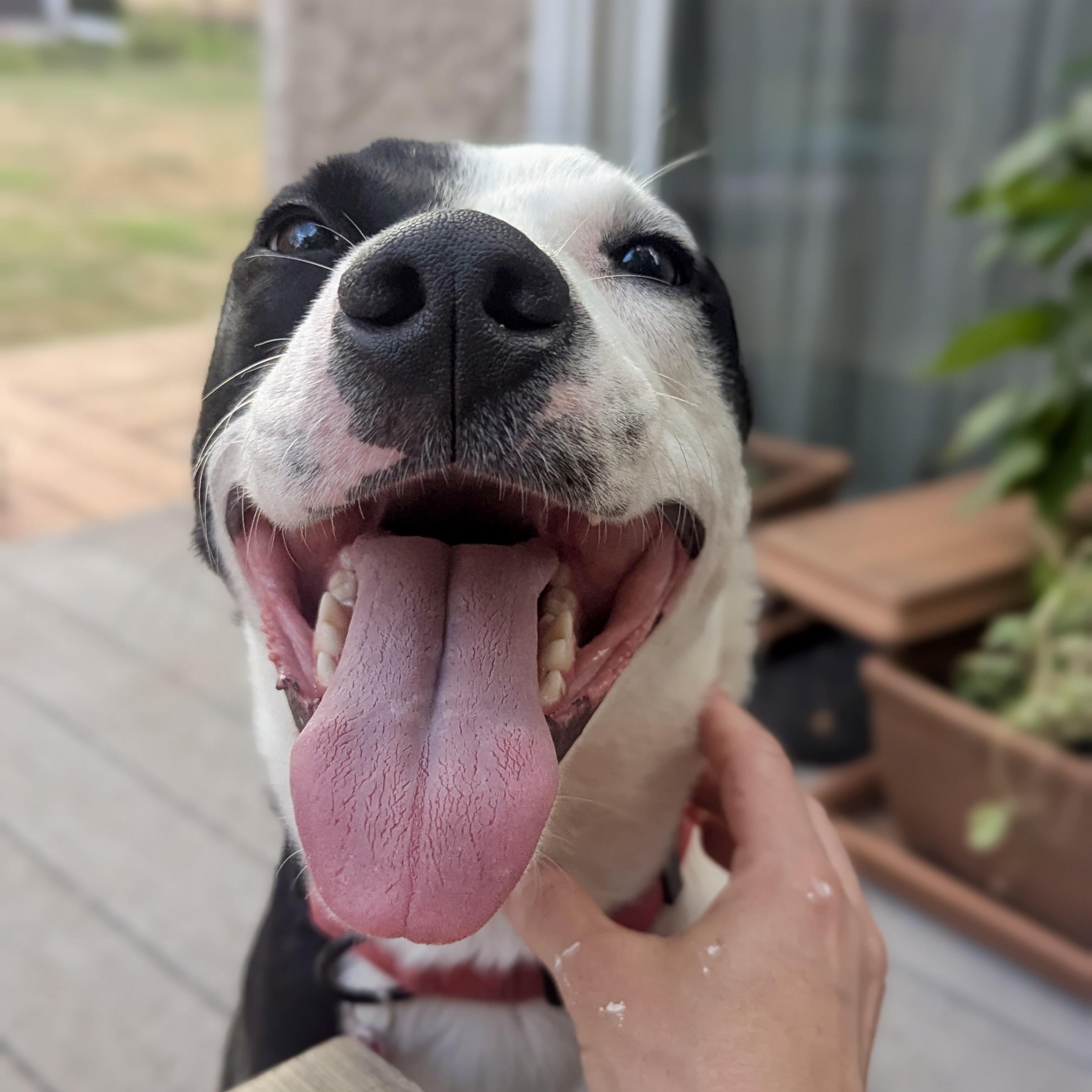 Enlarge Tommy, a ADOPTABLE mixed breed in Prior Lake, MN image 4/6