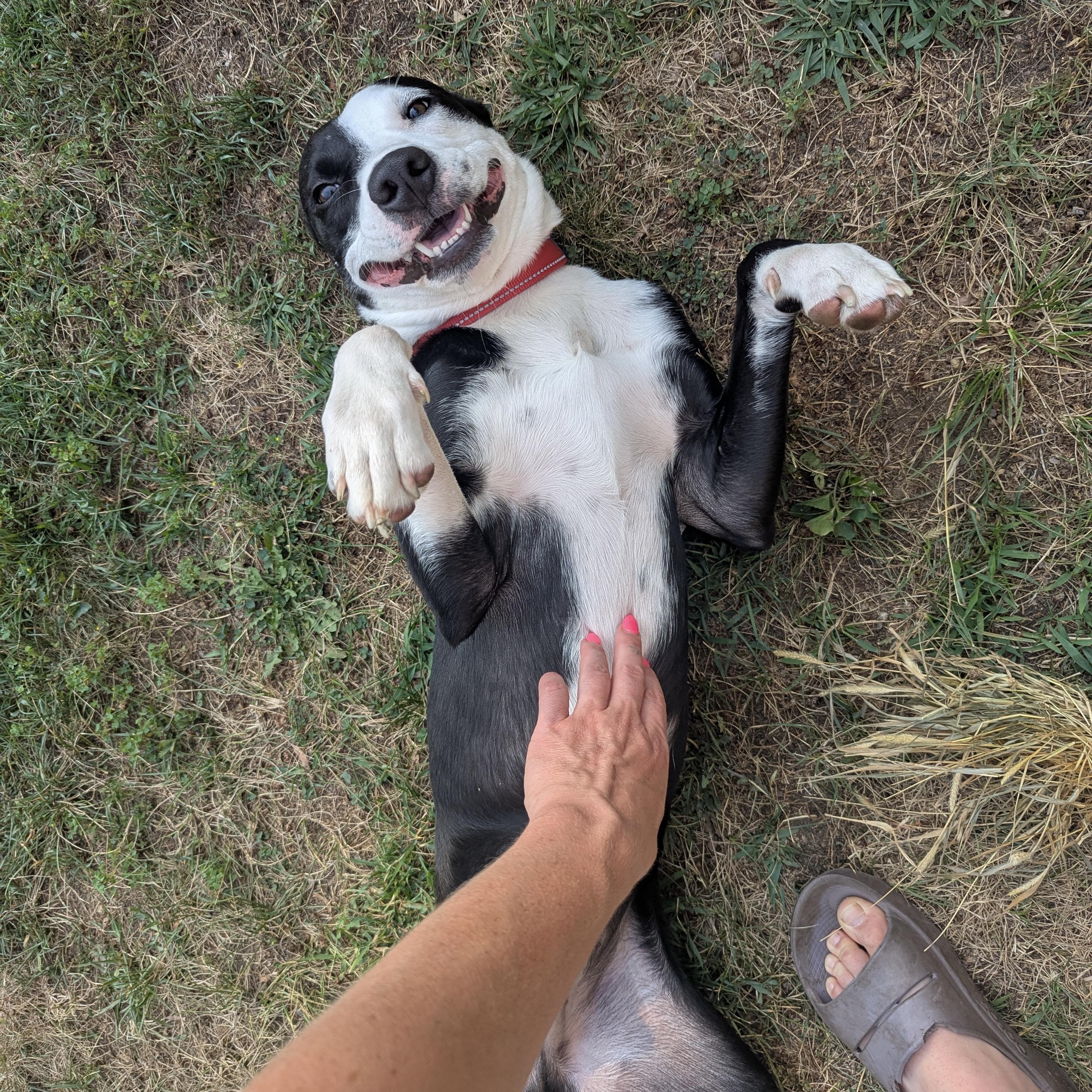 Enlarge Tommy, a ADOPTABLE mixed breed in Prior Lake, MN image 2/6