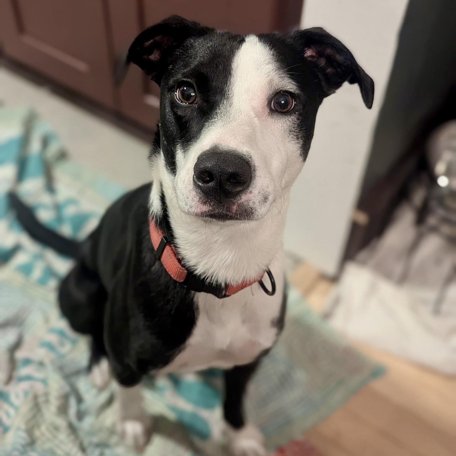 Enlarge Tommy, a ADOPTABLE mixed breed in Prior Lake, MN image 3/6