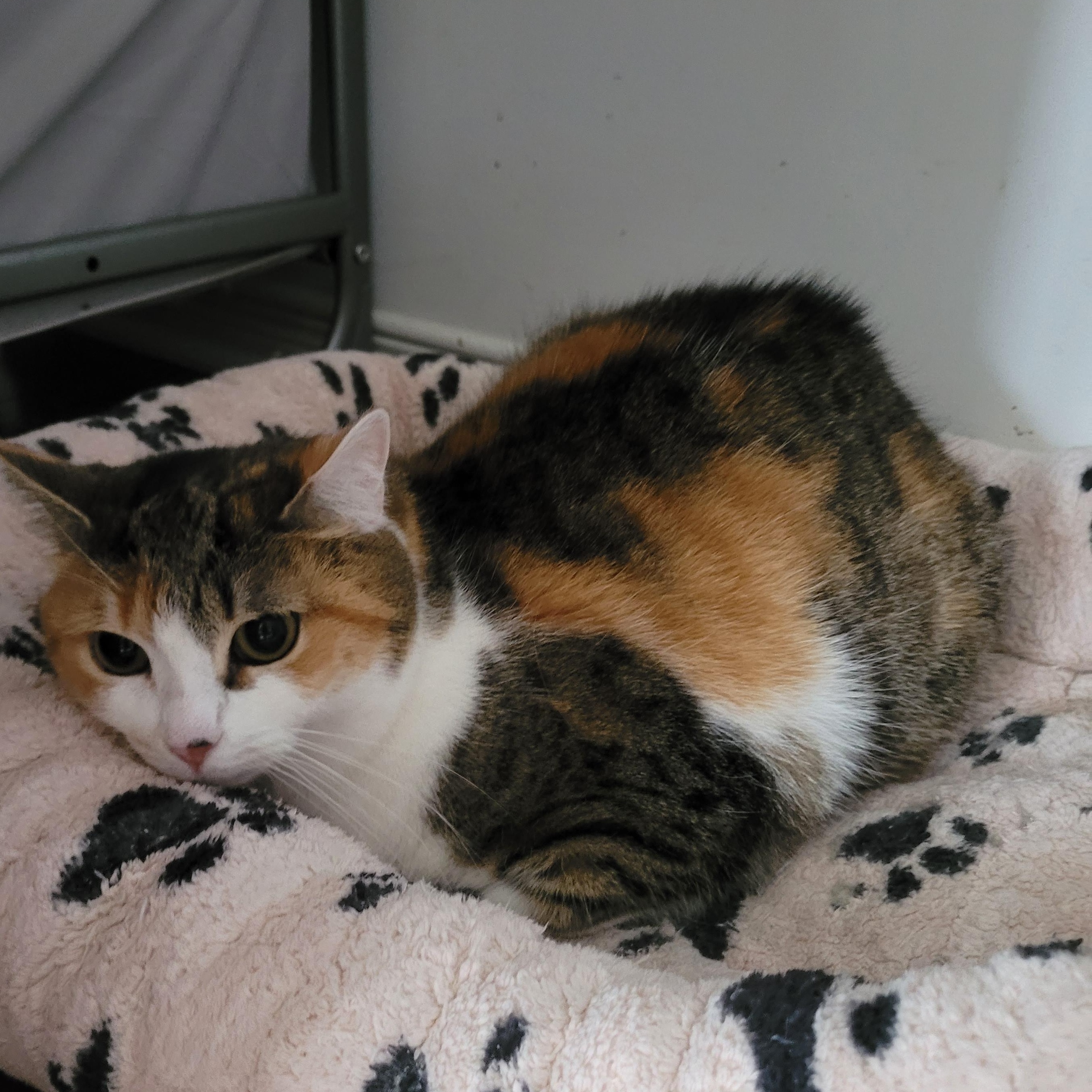 Amy (f) 4yrs old Calico, an adoptable Calico in Ottawa, ON, K4A 0P3 | Photo Image 1