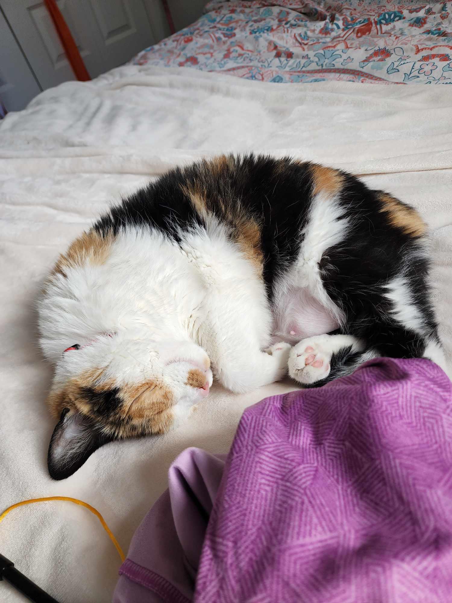 Amy (f) 4yrs old Calico, an adoptable Calico in Ottawa, ON, K4A 0P3 | Photo Image 2