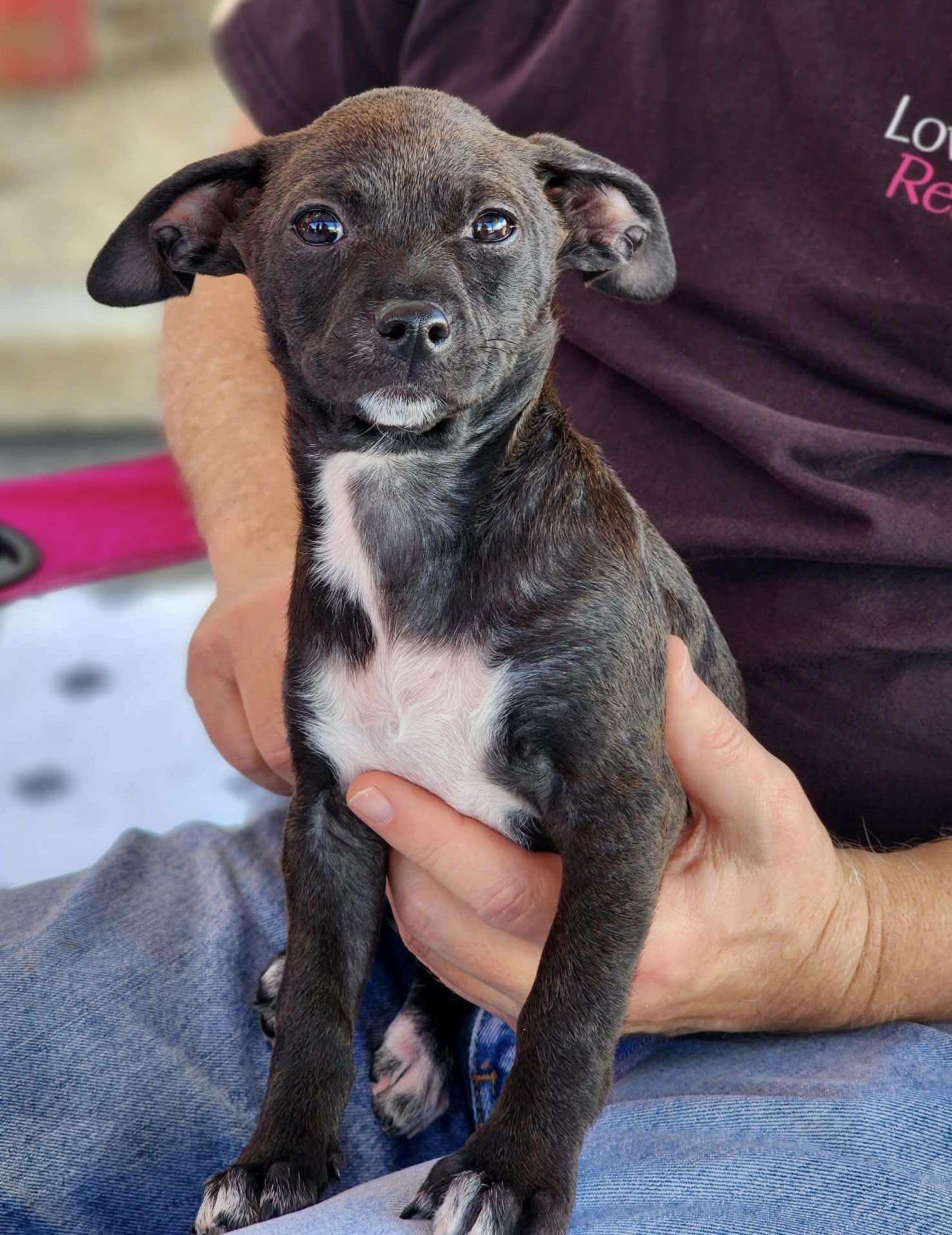 Enlarge Hoka, a ADOPTABLE mixed breed in Corona Del Mar, CA image 2/5