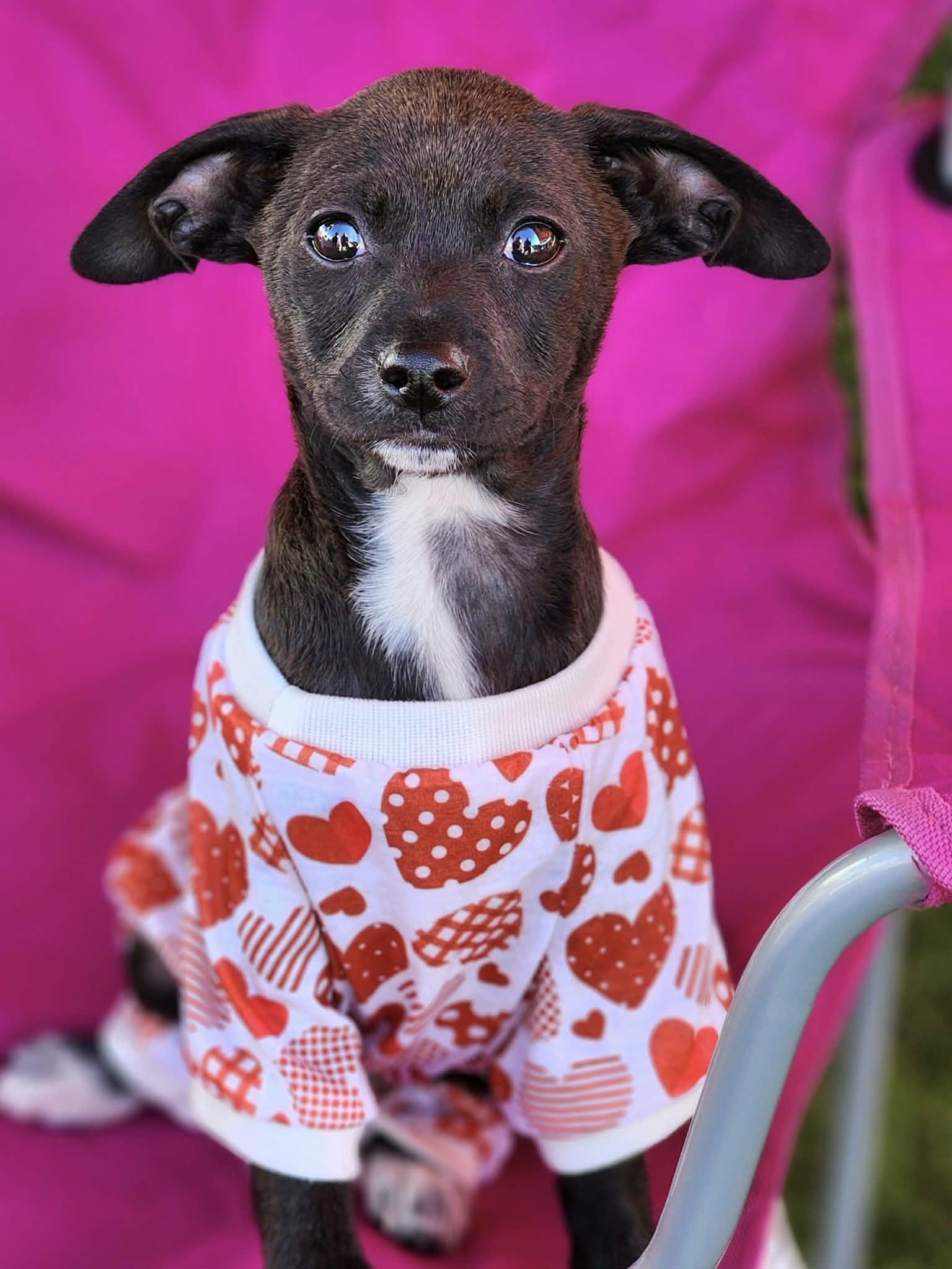 Enlarge Hoka, a ADOPTABLE mixed breed in Corona Del Mar, CA image 1/5